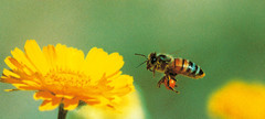 Pollenbeladene Biene im Anflug auf Blte